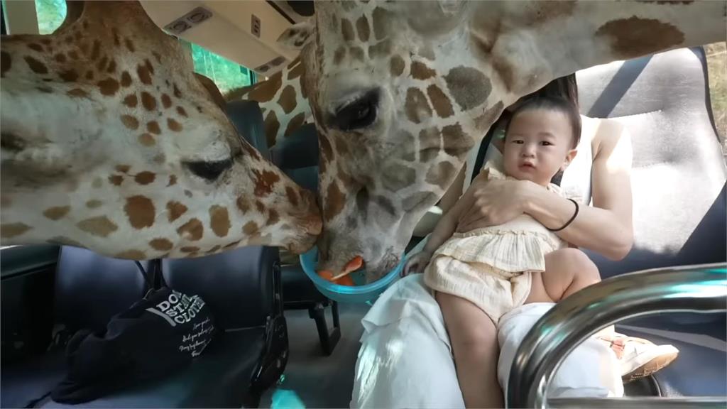 泰國野生動物園初體驗！驚見長頸鹿伸脖瘋狂搶食　嫩嬰淡定表情笑翻網