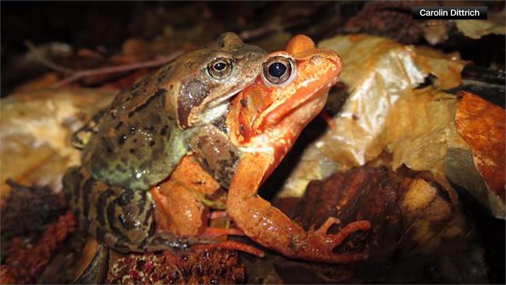 每到繁殖季公蛙展開瘋狂攻勢　最新研究：雌蛙會裝死躲求歡