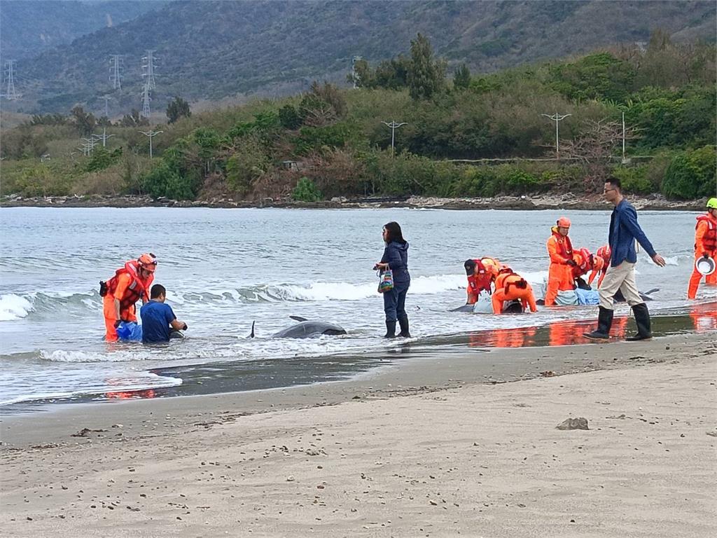 快新聞／屏東海口沙灘驚傳11隻小虎鯨集體擱淺！4隻已死亡　7隻搶救中