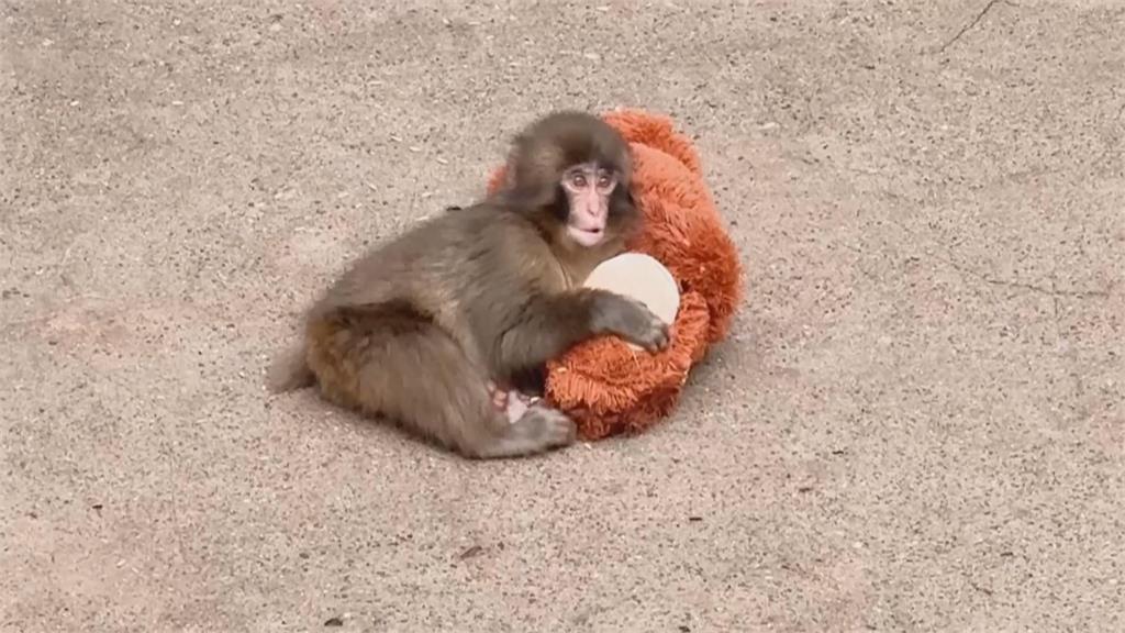 日本小獼猴Panchi將滿1歲 全球粉絲寄賀卡慶生