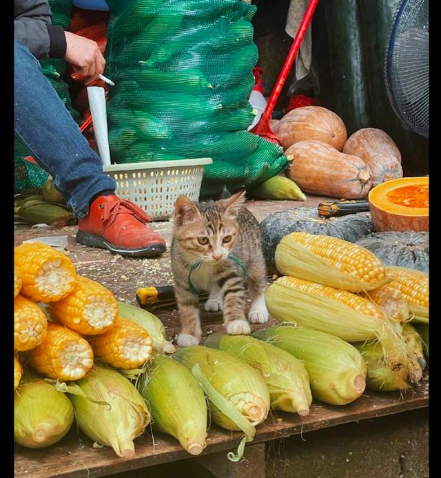 小貓自己賺罐罐！菜市場「貓老闆顧店」端坐玉米上　吸貓顧客瘋搶！
