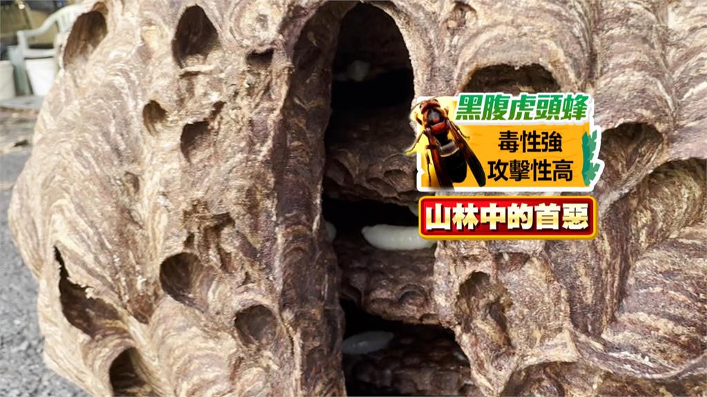 宜蘭仁山植物園 現「黑腹虎頭蜂窩」 園方緊急摘除 封園至9月1日