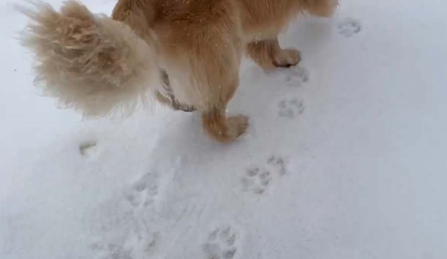 快新聞/合歡山降3月雪!黃金獵犬嗨翻狂奔還吃雪 「雪地印超萌狗掌」畫面曝