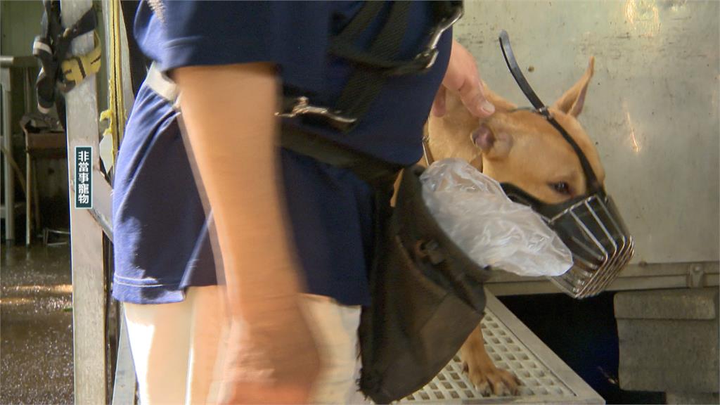 嚇死!貓咪躺騎樓「遭法鬥狂咬」 貓飼主怒:狗主人至今沒一句道歉
