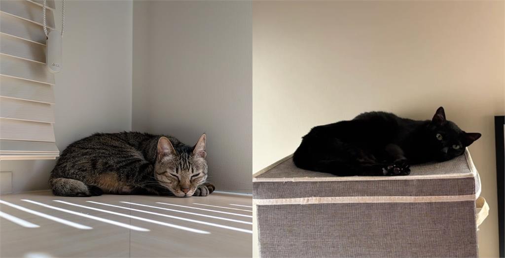 蕭美琴年夜「公開4寶照」真面目全曝光！全家福「睡到併軌」網融化：很安心