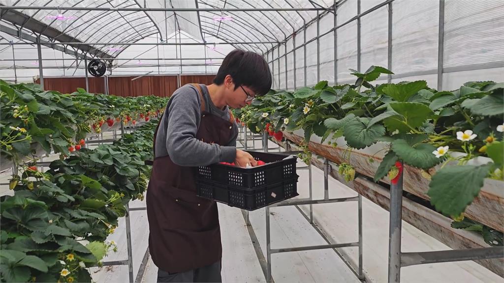呂彥廷轉戰農業「科技系統」運用數據 種草莓產值翻倍