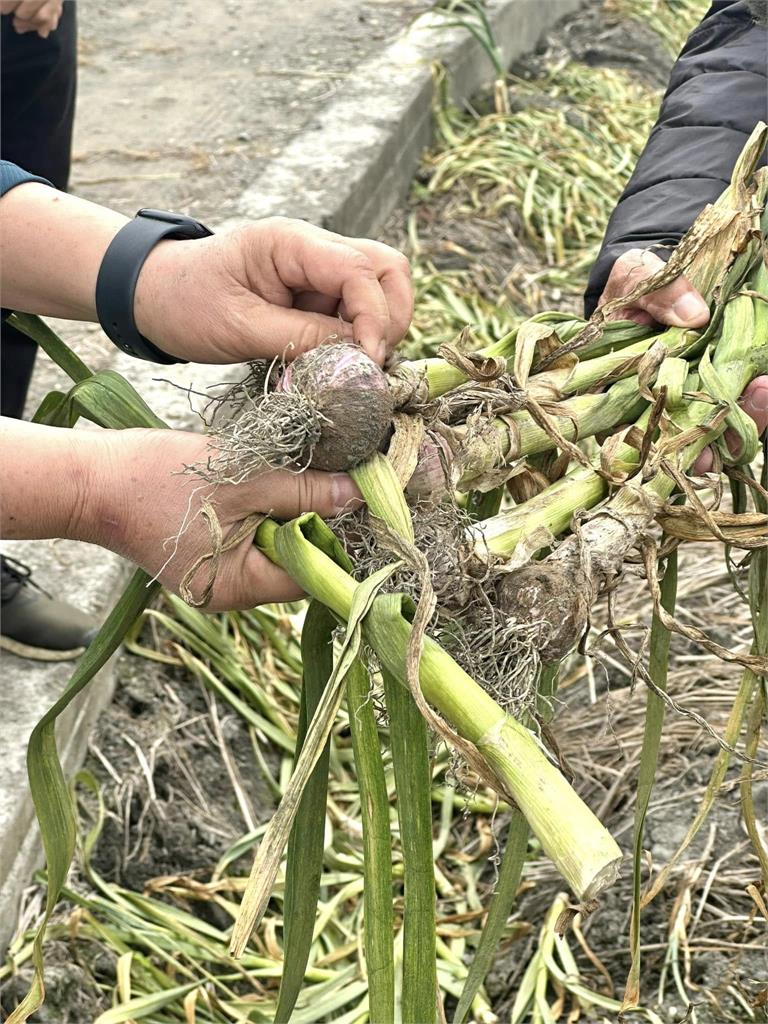 忠犬為守護蒜頭田!遭小偷「割喉殺害」倒血泊 手法殘忍農民崩潰了