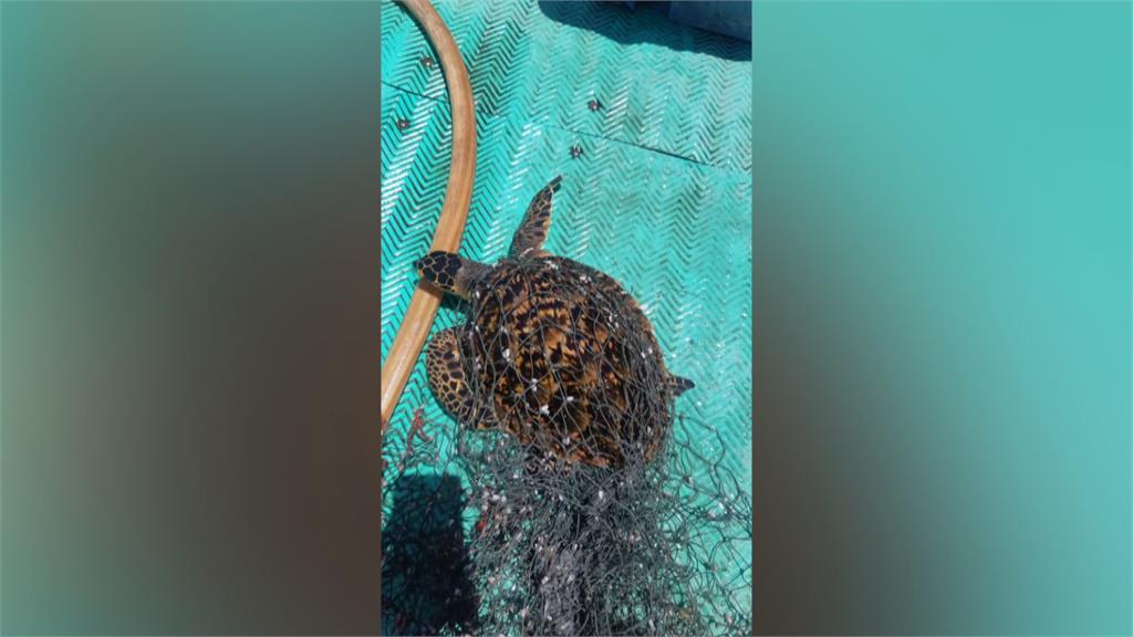 海龜遭廢棄漁網纏住 漁民出手相救還餵螃蟹