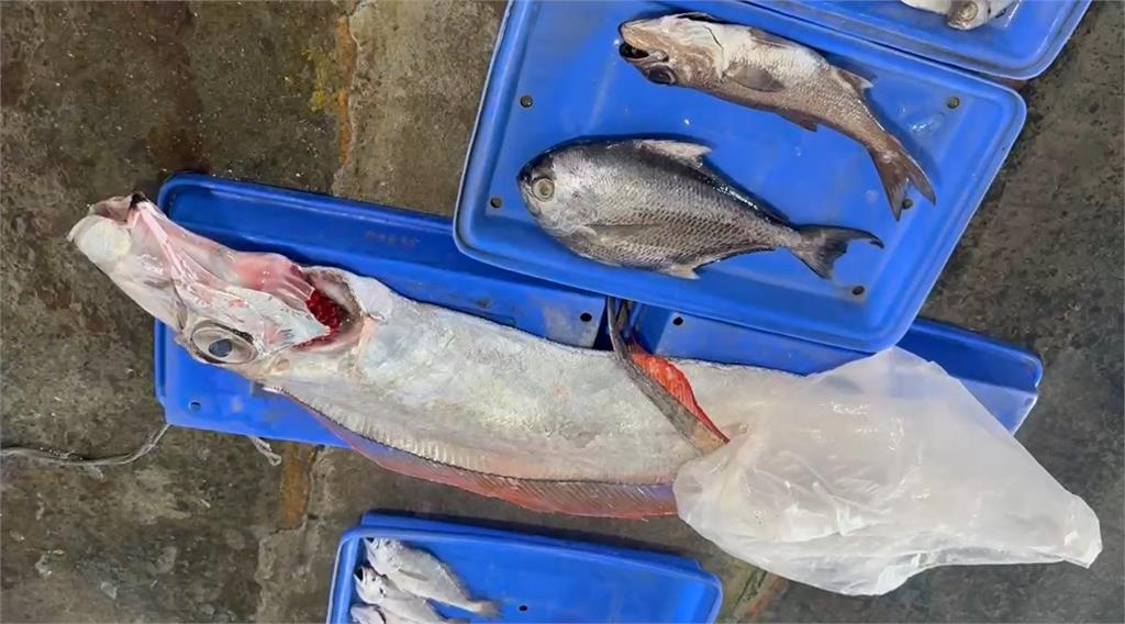 台東成功白帶魚大豐收　僅一個月達去年一整年收穫量