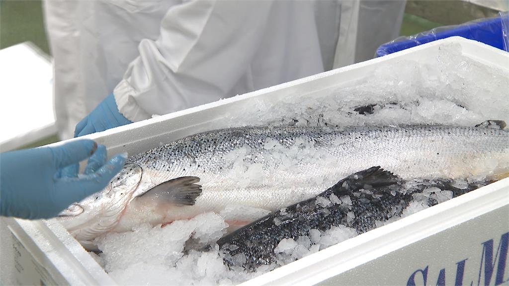 國人年吃520萬條鮭魚！　超市業者首度曝光生產線