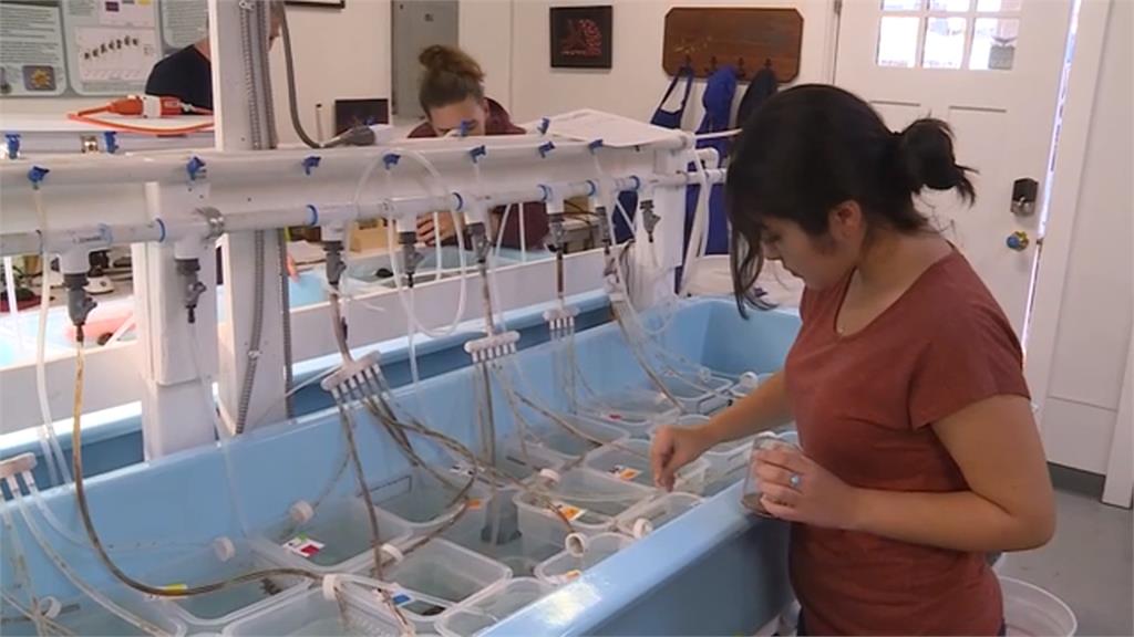 「向日葵海星」瀕臨滅絕 加州研究團隊展開人工培育