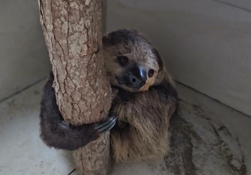 凱米強颱直撲宜蘭　壯圍動物移居溫室躲風雨