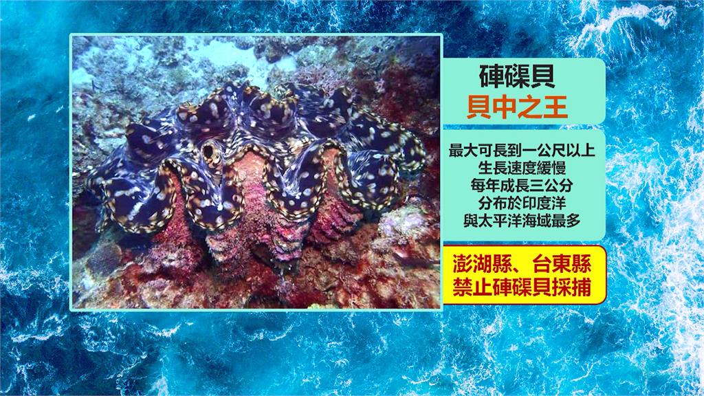 珍貴「硨磲貝」列保育未過 墾丁海產店竟販售
