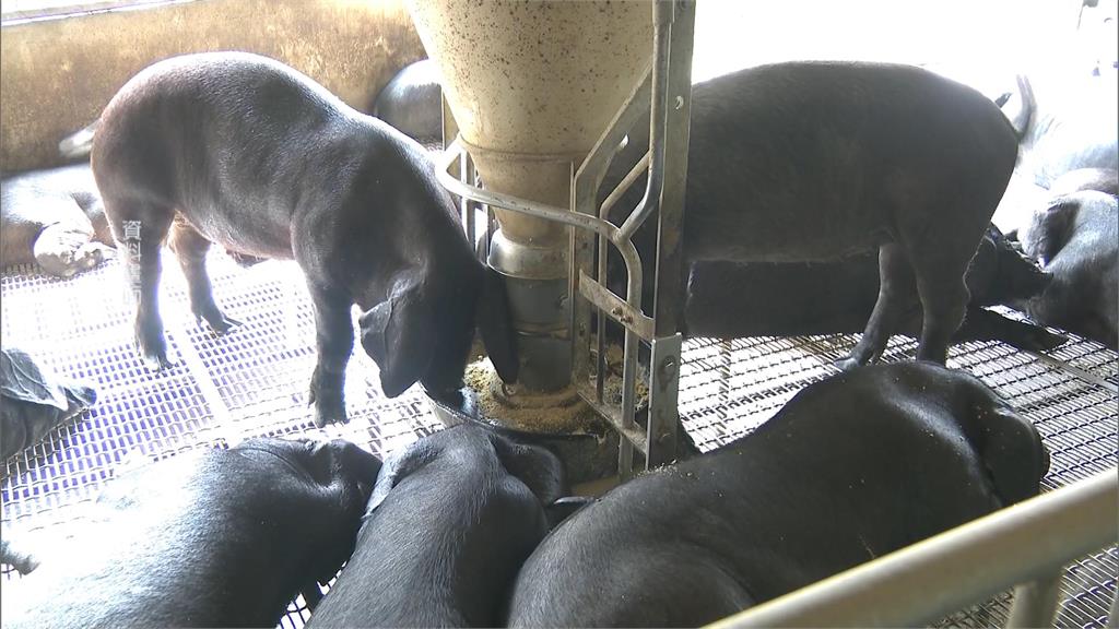 衛環委員會討論豬瘟爆口角　一句「台中市長要負責」惹惱楊瓊瓔