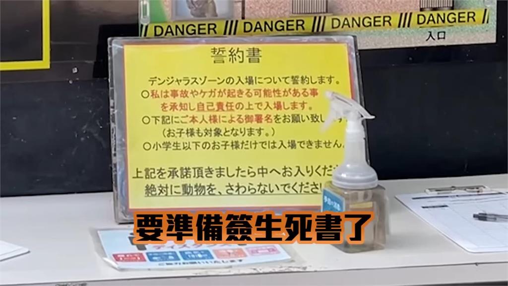 網紅簽下生死狀進入北海道最危險動物園　挑戰近距離餵食猛虎畫面曝光