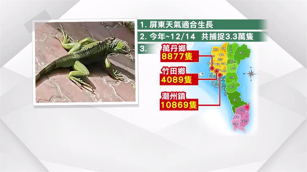 驚！綠鬣蜥入侵屏東市中心　民眾持掃把、麻布袋東敲西打