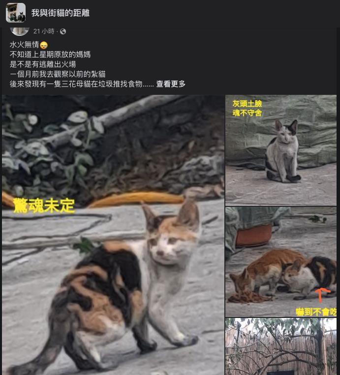 快新聞/新北五股工廠大火 4流浪貓貓「臉被燻黑」驚慌逃生網喊不捨