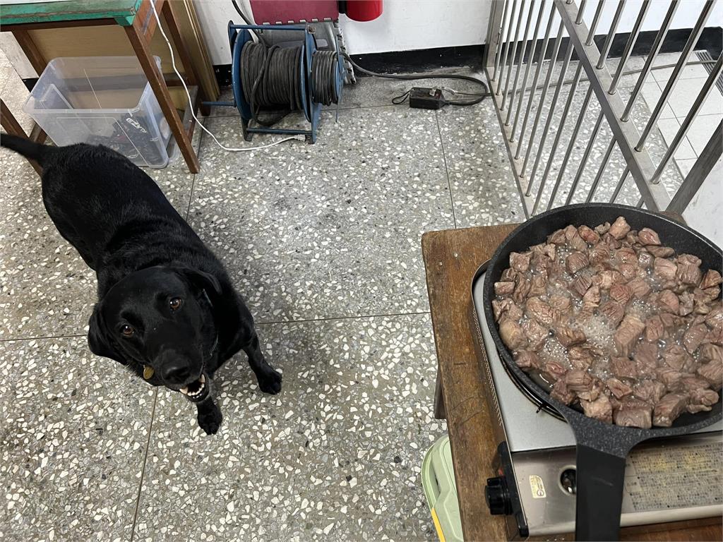 肉肉監督長是你!搜救犬10分鐘「來回7趟」張嘴盯進度:煮好了沒?