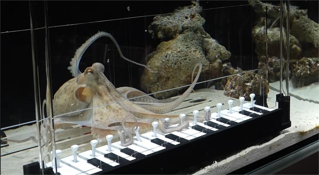 瑞典音樂家買章魚回家訓練!僅花6個月竟「會彈Baby Shark」驚呆570萬人