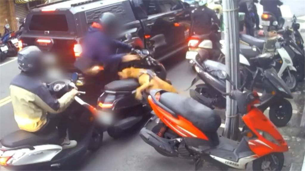有影/同隻比特犬兩週內二度跳窗咬人 網友暴怒痛罵飼主!動保處:沒入犬隻