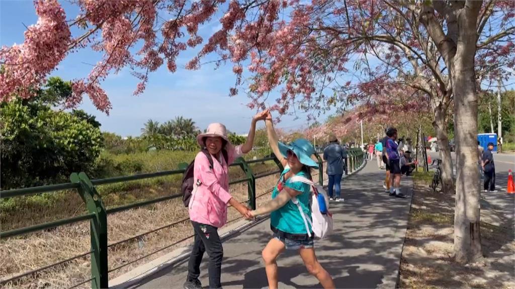 「粉」浪漫！　彰化二水花旗木盛開　遊客讚「媲美阿里山鐵道櫻花」