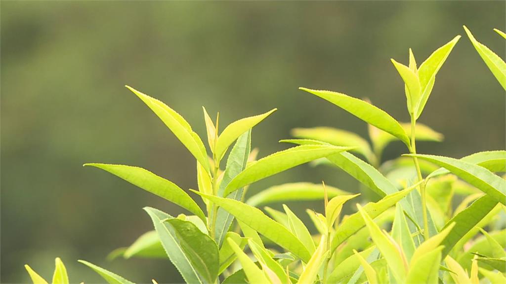 台師大研究發現綠茶含多酚兒茶素群　可抑制冠狀病毒