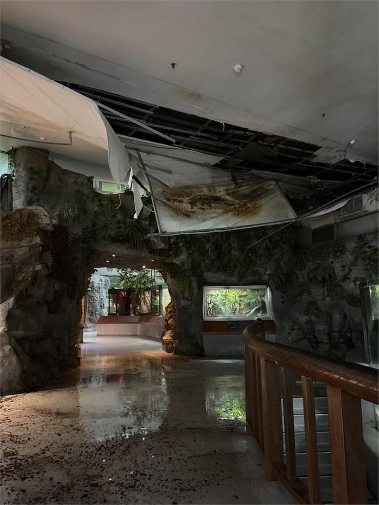 快新聞／大雨狂轟文山！北市動物園「這2館」災情慘重　重新開放時間曝