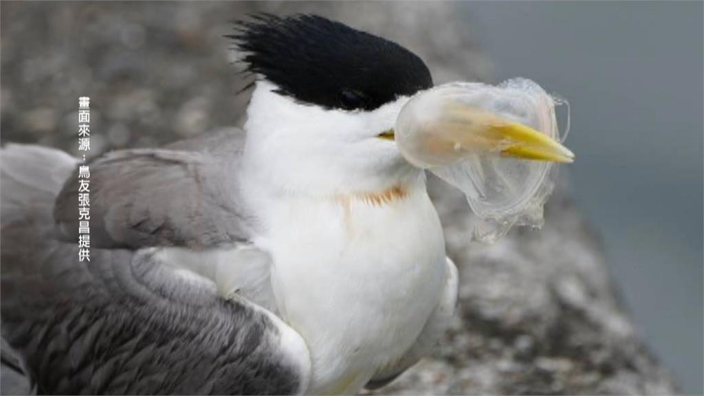 海漂垃圾污染海洋 鳥類誤認食物影響覓食