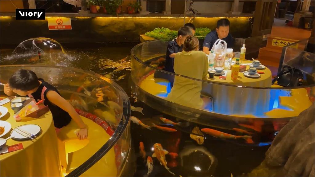 最受歡迎觀賞魚! 中餐廳推「錦鯉用餐區」