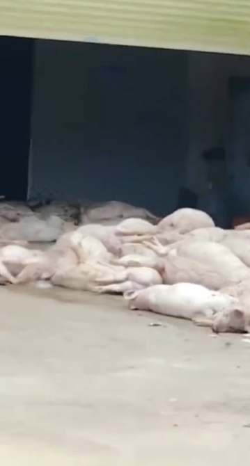非洲豬瘟首例未平!中國食品廠驚見「死豬山」堆門口…畫面嚇壞網:是要加工?