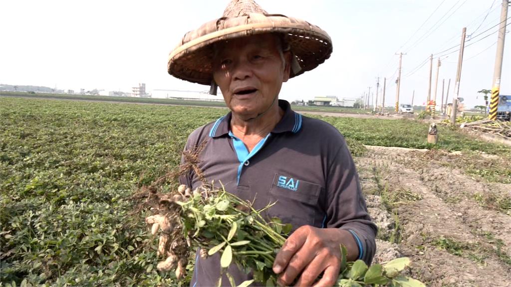 雲林花生收成好慘 農民收入沒增加