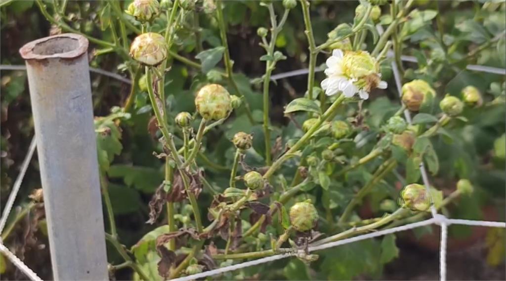 杭菊生活節登場！颱風蟲害產量少五成　仍有花可賞