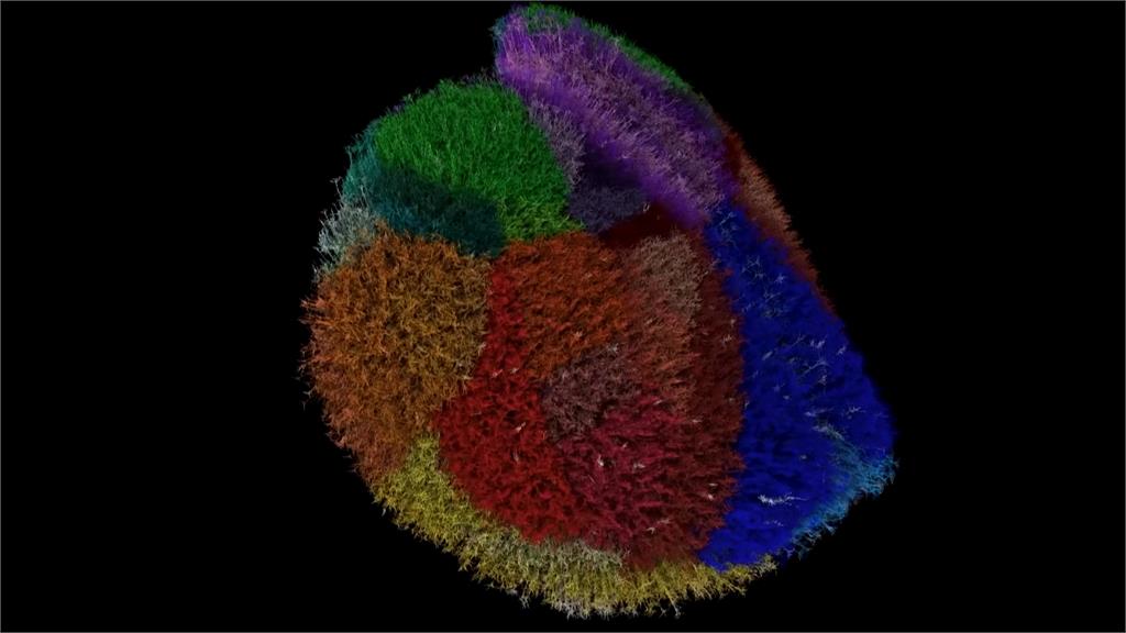 重大突破! 美科學家研發「小鼠大腦」 近千萬神經元打造 研究團隊首公開模型