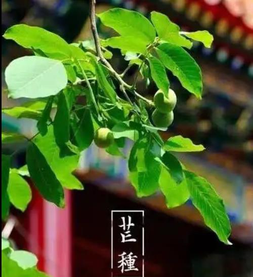 順應「芒種」節氣開運!命理師傳授心法「讓你忙而不茫」有種皆得