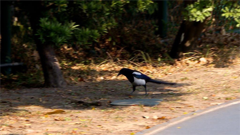 老天賞臉! 開工日天氣晴 下週「東北季風+鋒面」將報到