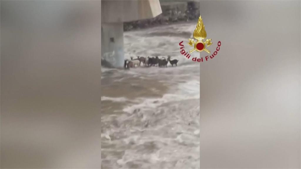 義大利暴雨釀惡洪　羊群困河中直升機馳援
