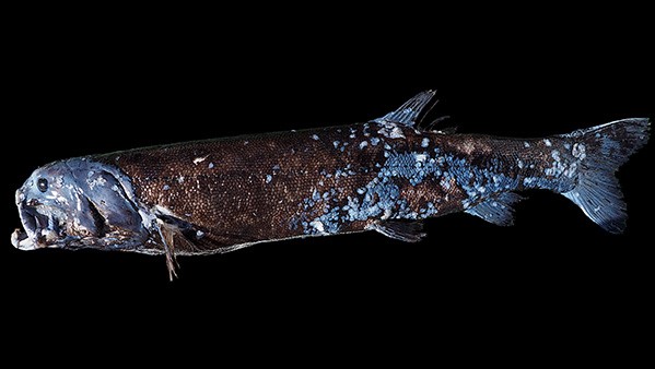 2.5公尺「神祕巨魚」日本深海再現蹤跡　「頂級掠食者」凶猛影像曝光