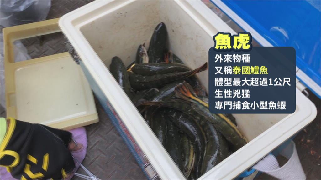 生態惡霸又現蹤超過10台斤胖魚虎　日月潭漁民「魚球」電撈大作戰