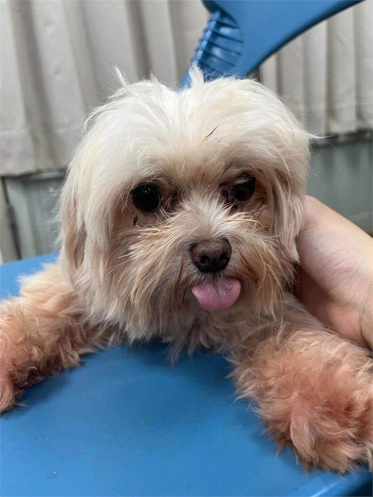 快新聞/帶毛孩回家!台南動保處沒入17隻品種犬 明開放認養資格登記