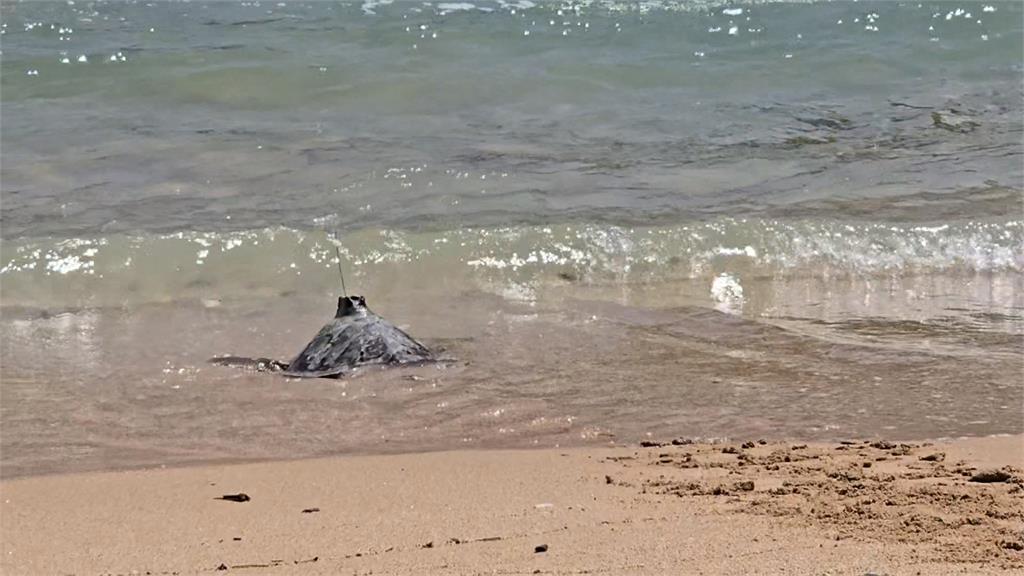 遭魚網纏繞受傷擱淺 2海龜經救治今野放大海民眾相送