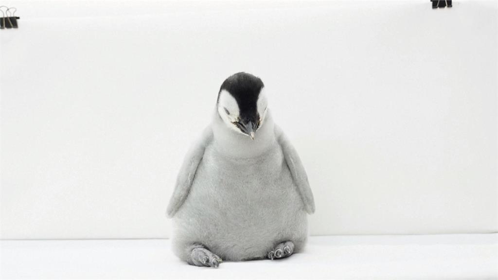聖地牙哥海洋世界國王企鵝命名揭曉　「珍珠」獲壓倒性票數！工作人員曝這原因超適合