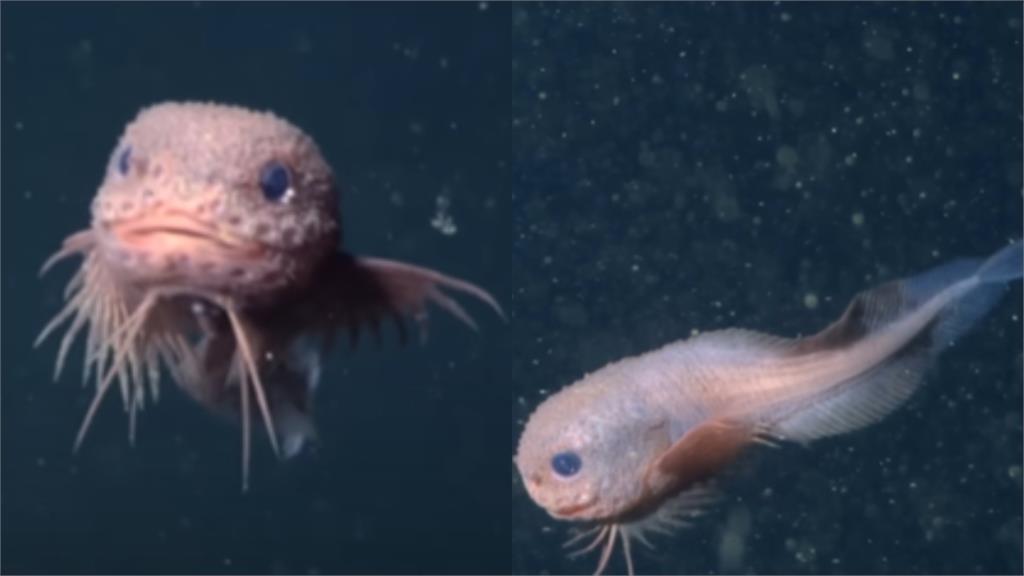 深海3200m驚見「呆萌新物種」！「粉嫩軟Q＋水靈藍眼」3cm蝸牛魚亮相