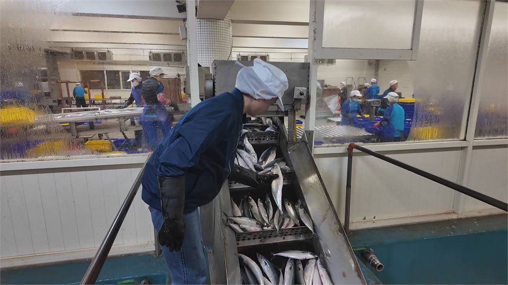 獨家／鯖魚這塊肉常被挑掉！漁家網紅猩弟揭「巧克力肉」美味關鍵