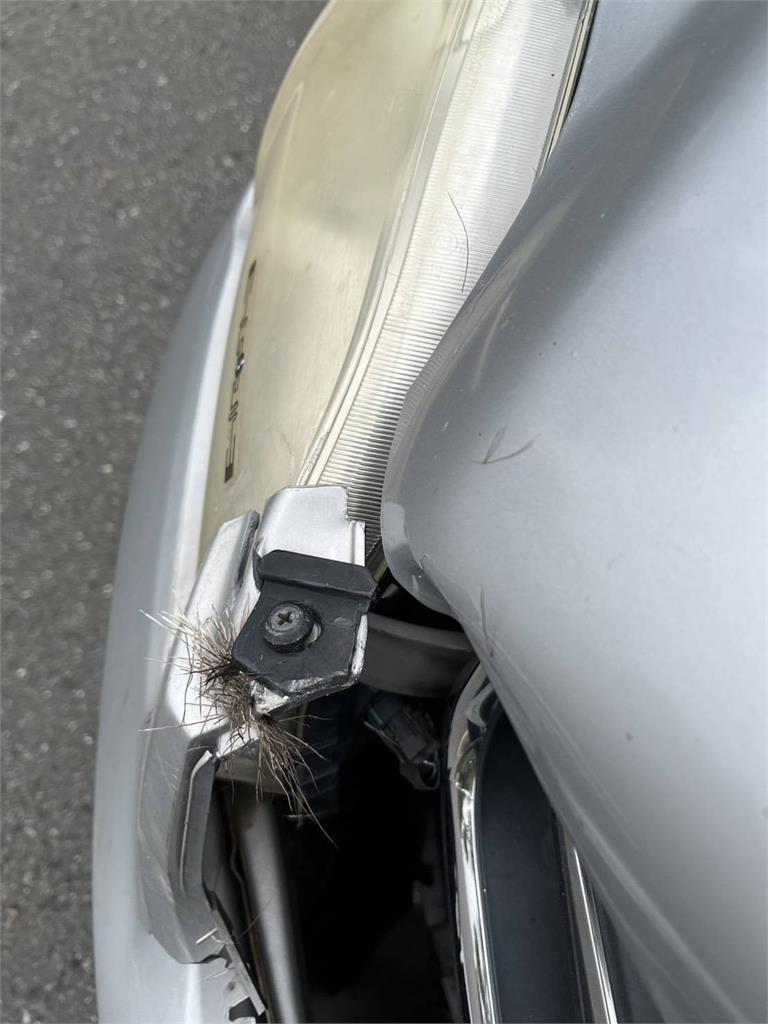 彰化又見水鹿！ 駕駛行經台７４甲線 　突遭水鹿撞上「車頭毀損」