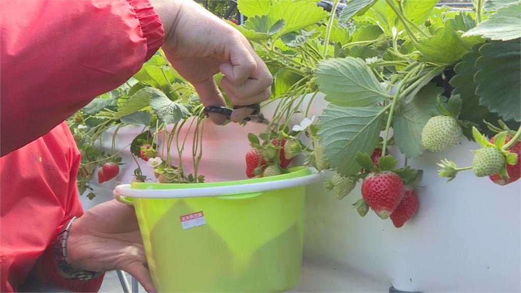 一眼看新聞／2026草莓季攻略整理　品種挑選、價格分佈與採摘防雷