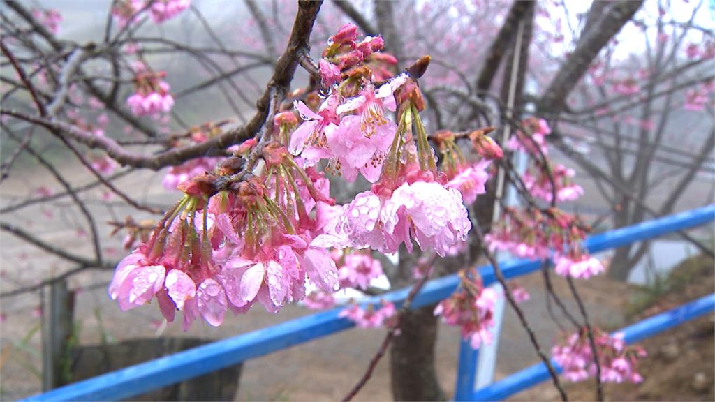 不怕撲空!三峽清肺農場擁多品種櫻花 民眾穿和服拍美照