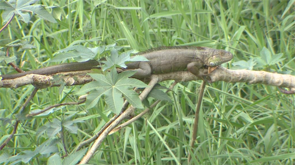 抓綠鬣蜥誤觸高壓電男二度燒燙傷　專家：長竿只適合空曠地區使用