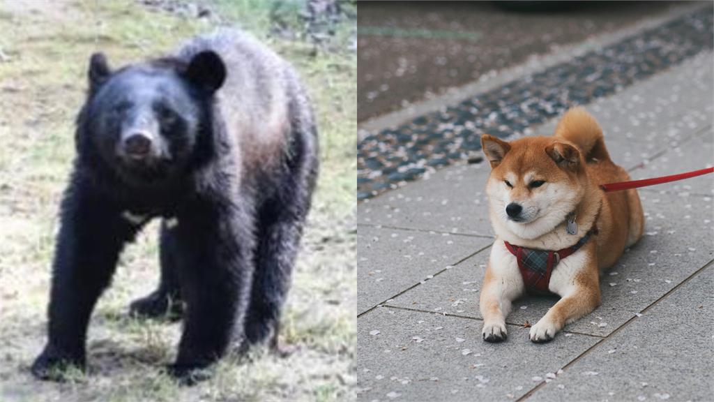 日頻傳愛犬遭熊襲「內臟被吃下肚」!獸醫揭密:最愛「2器官」助冬眠