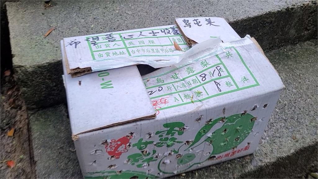 可惡!6隻鴿子裝箱棄苗栗公園 全無腳環還被剪毛!動防所要查