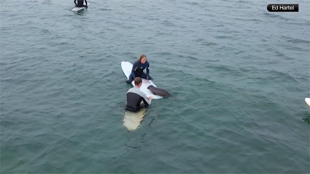 被可愛爆擊！　小海豹爬上衝浪板與人類同遊